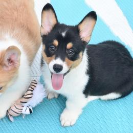 American Corgi, Cane Corso, Pembroke Welsh Corgi, and Rhodesian Ridgeback Puppies from Diamondcrest Inc