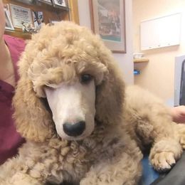 Poodle Puppies from Standard Poodles of Forest Lakes