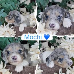 Mochi - Dapple male Dachshund puppy in Lakeland, Florida from Buckwild Doxies