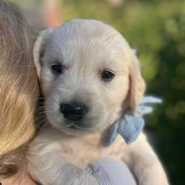 Mr Dark Blue - Light golden male Golden Retriever puppy in Nampa, Idaho from Farmhouse Goldens