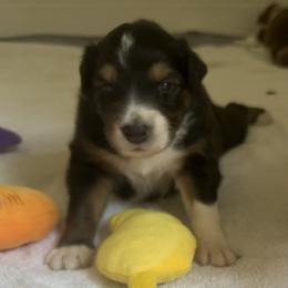 Freddie - Black tri-color female Australian Shepherd puppy in Sudbury, Massachusetts from Wild Atlantic  Aussies