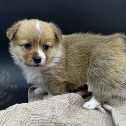 Peaches - Red female Pembroke Welsh Corgi puppy in Elberta, Utah from 3F Farms- Pembroke Welsh Corgis and Irish Wolfhounds