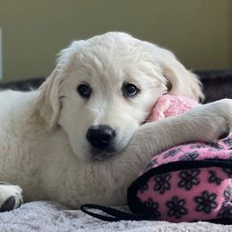 Golden Retriever Puppies from Dewbury Dream Goldens