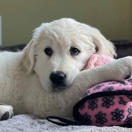 Golden Retriever Puppies from Dewbury Dream Goldens