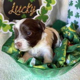 Maverick - Parti male Yorkshire Terrier puppy in Cameron, Oklahoma from Jane’s Yorkies