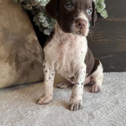Oslo - White and liver male German Shorthaired Pointer puppy in Ulen, Minnesota from North Wind Gundogs