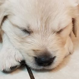 Golden Retrievers from A Golden Paradise