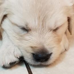 Golden Retrievers from A Golden Paradise