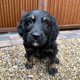 Yennefer - Phantom female Goldendoodle puppy in New River, Arizona from Sonoran Standard Doodles
