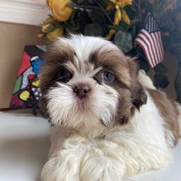 Boy 3 - male Shih Tzu puppy in Troy, Michigan from "Shihtzu Best Friend"