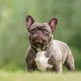 Fiona - French Bulldog