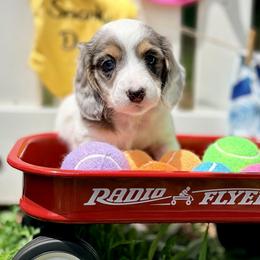Buckaroo   4000 - Piebald male Dachshund puppy in Hendersonville, North Carolina from Snarky Doxy Miniature Dachshunds