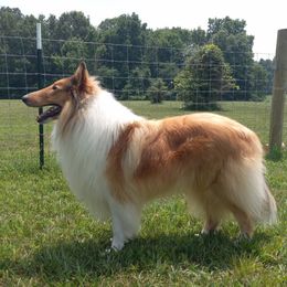 Willow - Collie