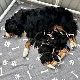 Bernese Mountain Dog Puppies from Red Bridge Berners