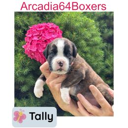 Tally formerly Anna - Brindle female Boxer puppy in Portland, Maine from Gail's Boxers