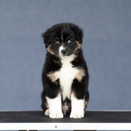 Honey Bee - Black tri female Miniature American Shepherd puppy in Riverton, Utah from Prestige Aussies