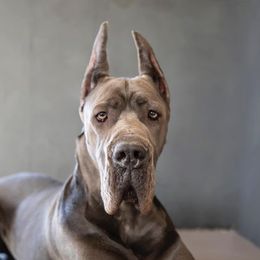 Ivy - Great Dane
