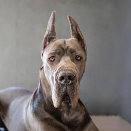 Ivy - Great Dane