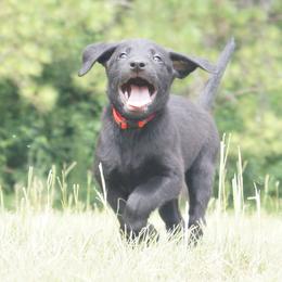 Mr. Red Collar - Black male Labrador Retriever puppy in Johnston, South Carolina from Dry Pond Retrievers, LLC