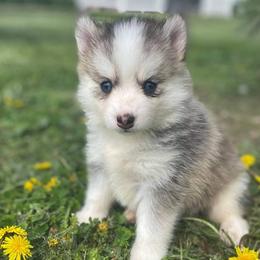 Pomskies from Mingus Mountain Pomskys
