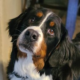 Cameo - Bernese Mountain Dog