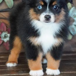 Black tri boy - Black tri male Miniature Australian Shepherd puppy in Lawton, Oklahoma from Lindsey’s Aussies