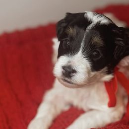 Bernedoodles from Island Doodles