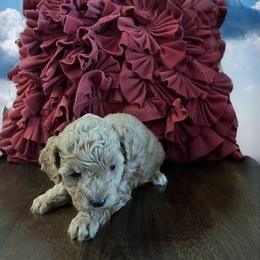 Girl 4 - female Poodle puppy in Prairie Grove, Arkansas from Loves Toy Poodles