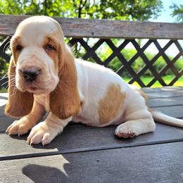 Addie - Red and white female Basset Hound puppy in Denison, Texas from Emma Lou's Baby Bassets