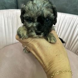Catherine - Merle female Cavapoo puppy in Thorndale, Texas from Hattie’s Texas Cavapoos