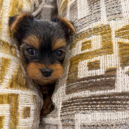 Miss Sion - Blue and gold female Yorkshire Terrier puppy in Queens, New York from The Dior Line