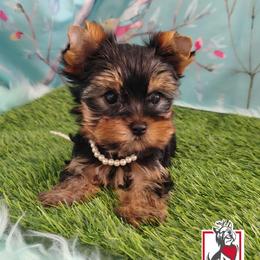 Sophie Baek - Black and tan female Yorkshire Terrier puppy in California from Corazon de gigante
