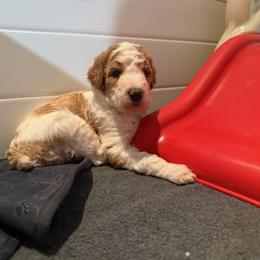 Morocco - Parti female Poodle puppy in New Britain, Connecticut from Poodles of New England