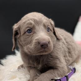 Blitzen - female Long Haired Weimaraner puppy in Evart, Michigan from Drehbar Weimaraners