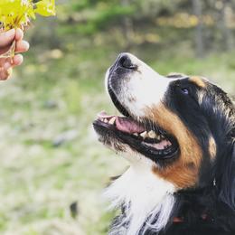 Bulochka - Bernese Mountain Dog