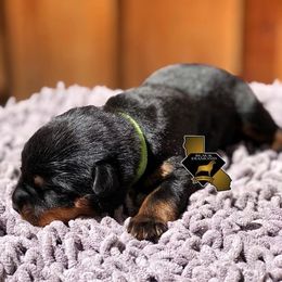 Rottweiler Puppies from Black Diamond Excellence