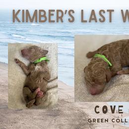 Cove - Apricot male Goldendoodle puppy in Inez, Texas from Heavenly H Doodles