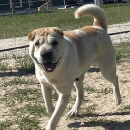 Felicity - Chinese Shar-Pei