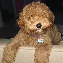 Australian Labradoodle Puppies from The Kindred Doodle Co.