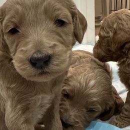 Goldendoodles from Doodle Café