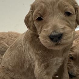 Goldendoodles from Doodle Café