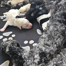 Goldendoodle, Poodle, and Schnoodle Puppies from Gaga's Doodles