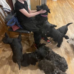 Ladybug - Scottish Terrier