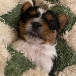 Yorkshire Terrier puppies from Lala & Co.