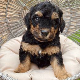 Bernedoodle and Goldendoodle Puppies from Dose of Doodles