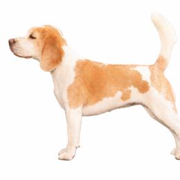 Donut - Beagle