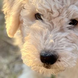 Anatolian Shepherd Dogs, Komondorok, and Newfoundlands from Tatties Ranch