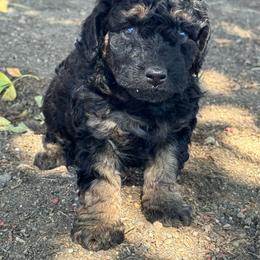 Cordell - Phantom female Bernedoodle puppy in Longmont, Colorado from Colorado Miniature Bernedoodle Puppies