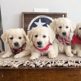 Golden Retriever Puppies from TriStar Goldens
