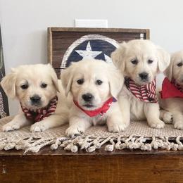 Golden Retriever Puppies from TriStar Goldens